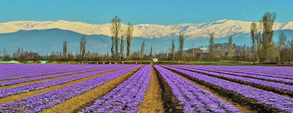 Srinagar to Pampore – Saffron Fields